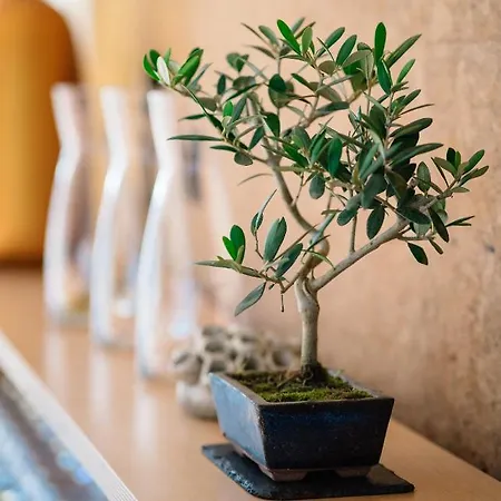 Resort New Life Portugal